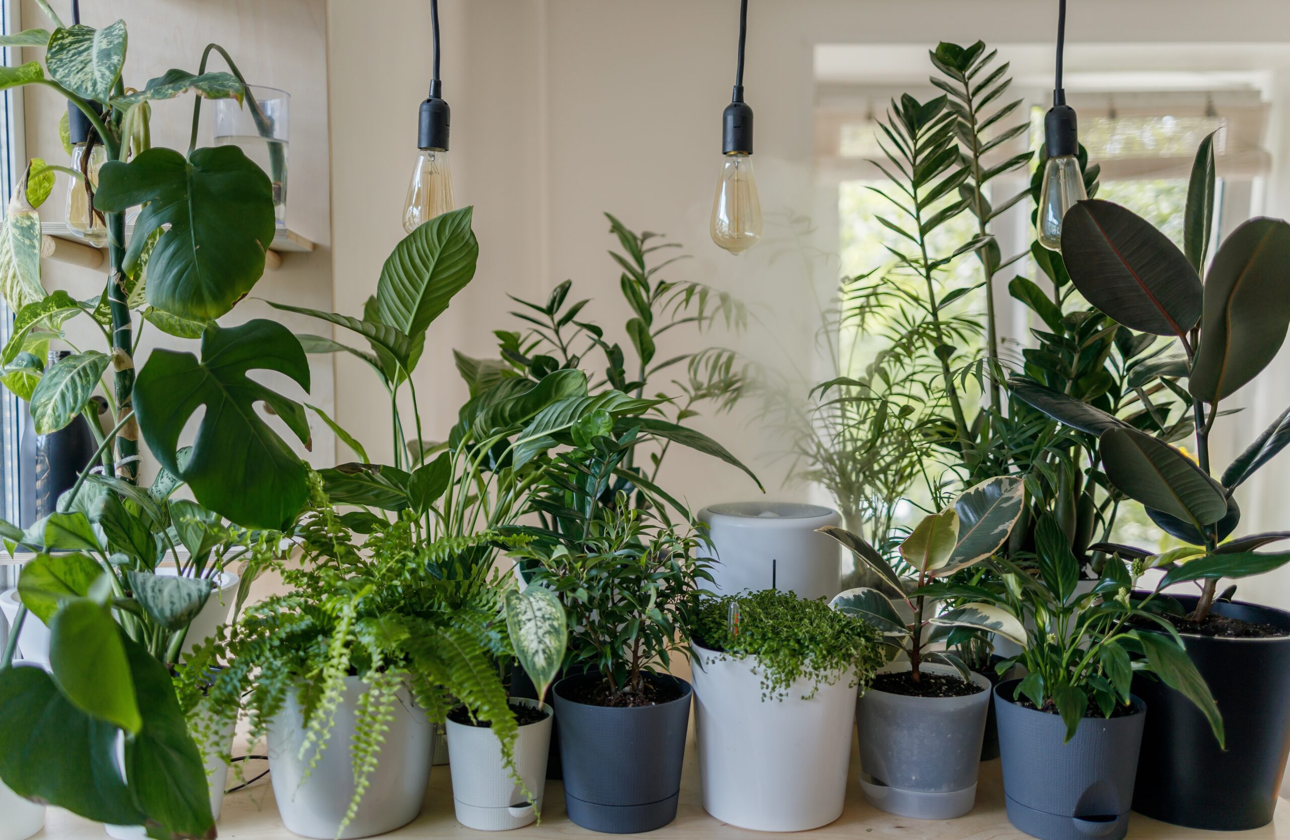 Top 5 Easy-to-Care, Underrated Plants You Need in Your Home